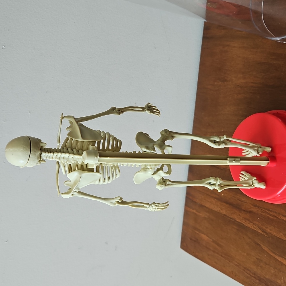 Vintage 1991 Workman Publishing Human Skeleton - Picture 7 of 8